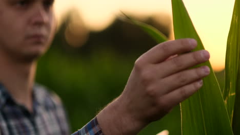 Farmer-is-examining-corn-crop-plants-in-sunset.-Close-up-of-hand-touching-maize-leaf-in-field.